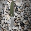 Нож полуавтоматический складной Tueto, 8,3 см, CRKT, США_00804400062364109589.jpg